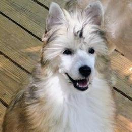 Atlas - Sable male Chinese Crested puppy in Hernando, Florida from Bent Oak Chines Cresteds