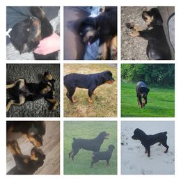 American Bully and Rottweiler All Grown Up from White's K9 Connection