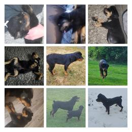 American Bully and Rottweiler All Grown Up from White's K9 Connection
