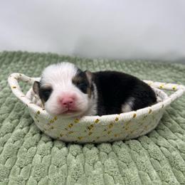 Sprite - Black and tan female Pembroke Welsh Corgi puppy in Waco, Texas from The Comma Corgis
