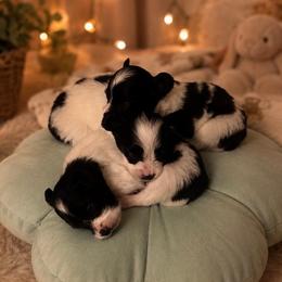 Papillon puppies from FlutterBy