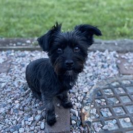 Evie - Morkie