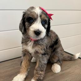 Eliza - Blue merle female Bernedoodle puppy in Garrettsville, Ohio from Sunset Family Farm