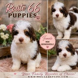 Jersey - Brown and white female Bernedoodle puppy in Delphos, Ohio from Route 66 Puppies
