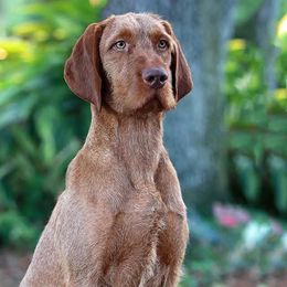 Janós - Wirehaired Vizsla