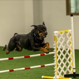 Rottweiler puppies from AFRICAN TREASURES