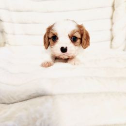 Grason - Blenheim male Cavalier King Charles Spaniel puppy in Wilburton, Oklahoma from My Kids Kennel