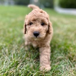 Cosmo - Cream male Goldendoodle puppy in New Britain, Connecticut from Goldendoodles Stars LLC
