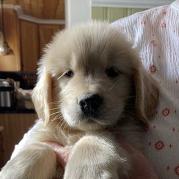 Golden Retrievers from Shadyview Farm