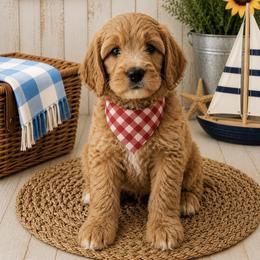 Clementine - Red  female Goldendoodle puppy in Rocky Point, North Carolina from CelticDoods