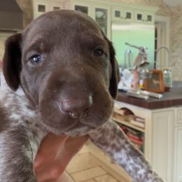 Dewdrop - Liver and white female German Shorthaired Pointer puppy in San Antonio, Texas from Alvarado Farm Kennels, LLC