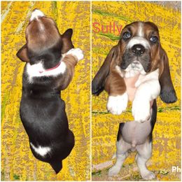 Basset Hound Puppies from Dream Hounds of Michigan