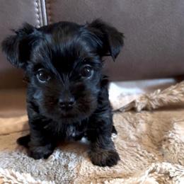 Miss Piggy - Black and tan female Yorkshire Terrier puppy in Goode, Virginia from Glass Hill Yorkies