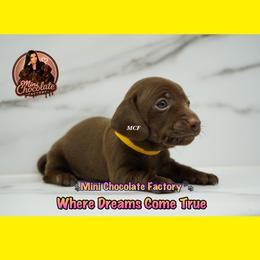 YELLOW. GIRL - Chocolate and tan female Dachshund puppy in Liberty, Texas from Mini Chocolate Factory