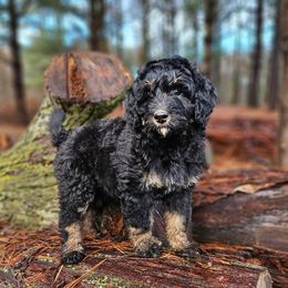 Bernedoodle Puppies from Whispering Aspen Homestead