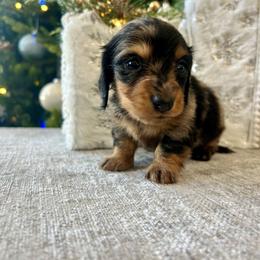 Shyla - Dapple female Dachshund puppy in Temecula, California from Naomi Magee's Dachshund Kennel