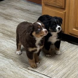 Miniature Australian Shepherd Puppies from Bear River Ranch