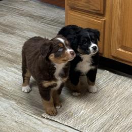 Miniature Australian Shepherd Puppies from Bear River Ranch