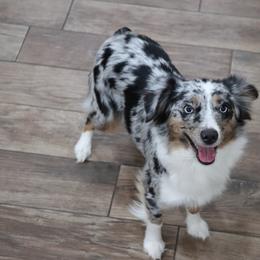 Luna - Miniature Australian Shepherd