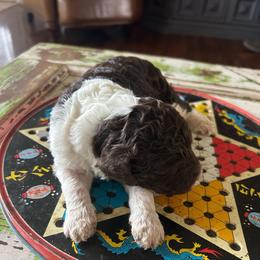 Hersheys - Brown and white male Bernedoodle puppy in Arabi, Georgia from Huckadoodle Farm