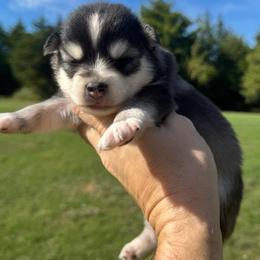 Shaggy - Wolf sable male Pomsky puppy in Gunter, Texas from The Painted Pomsky