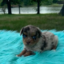 Inferno - Red merle male Miniature Australian Shepherd puppy in Granbury, Texas from Texas Miniature Aussies