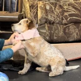 Australian Cattle Dog Puppies from Adcock Ranch Cattle Dogs