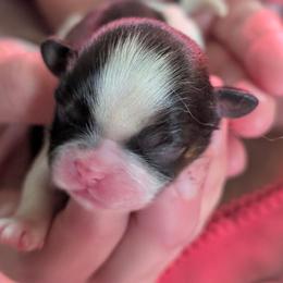 Heartie...named for the heart show on her back she is dark brown or black and white .. - Black and white female Shih Tzu puppy in Lostant, Illinois from Bella's Babies