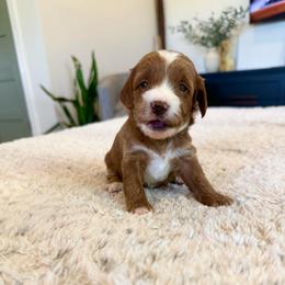Girl 1 - Red  female Goldendoodle puppy in Glendale, Arizona from Follow Your Bliss Doodles