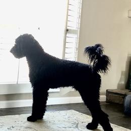 Sam - Goldendoodle