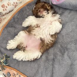 Shih Tzu Puppies from Luna's Shih Tzu Pups