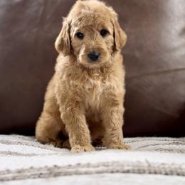 Angel - Cream female Goldendoodle puppy in St George, Utah from Doodle Bears of Southern Utah
