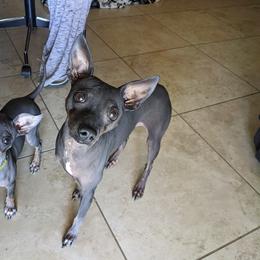 American Hairless Terrier Puppies from Bare Valley