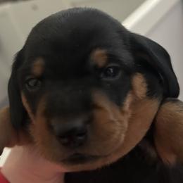 Fudge - Black and tan female Dachshund puppy in Carthage, Indiana from Chocklett Farm Dachshund