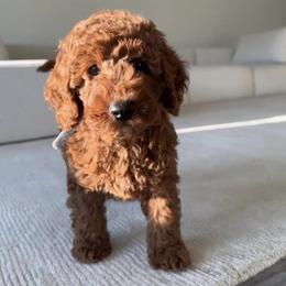 Cockapoo and Goldendoodle Puppies from Boutique Doodles
