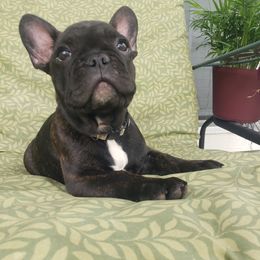 French Bulldog Puppies from LA_Texas Frenchie's