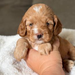Nellie - Golden female Cockapoo puppy in Pledger, Texas from Sugarbear Cockapoos
