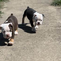 Olde English Bulldogge Puppies from Mule Pool Olde English Bulldogges