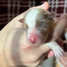 Boy 3 - Red merle male Australian Shepherd puppy in Jacksonville, Florida from Solace Australian Shepherds