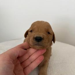 Male 3, Blue - Golden male Golden Retriever puppy in Utah from Deseret Peak Goldens