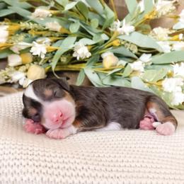Almanzo - Merle male Bernedoodle puppy in Ammon, Idaho from Little Stone Bernedoodles