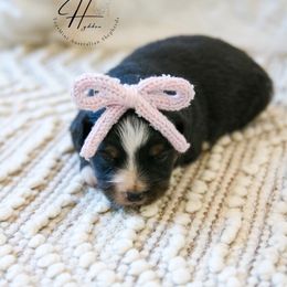 Toast - Black tri female Toy Australian Shepherd puppy in Charlestown, Indiana from Hydden Aussies