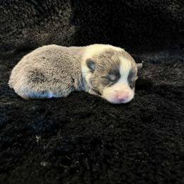 MICHAELANGELO (MICAH) - Blue male Pembroke Welsh Corgi puppy in Drain, Oregon from Sunnydale Corgis