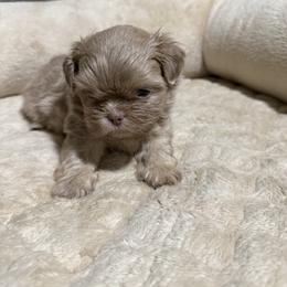 Brownie - Liver female Shih Tzu puppy in Kc, Missouri from Snookums Shih Tzu
