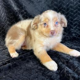 Girl 3 - Red merle female Miniature Australian Shepherd puppy in Hokes Bluff, Alabama from Alegria Toy Aussies