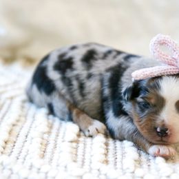 Waffle - Blue merle female Toy Australian Shepherd puppy in Charlestown, Indiana from Hydden Aussies
