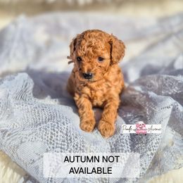 Poodle Puppies from Poodle Avenue