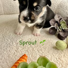 Pembroke Welsh Corgi Puppies from Coastal Corgis