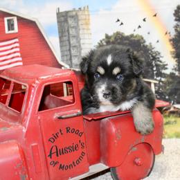 Black Tri 1 - Black tri female Miniature Australian Shepherd puppy in Ronan, Montana from Dirt Road Aussie’s of Montana