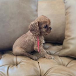 Phoenix - Ruby male Cavalier King Charles Spaniel puppy in Pittsfield, Massachusetts from Lenore's Cavalier King Charles Spaniels and Afghan Hounds